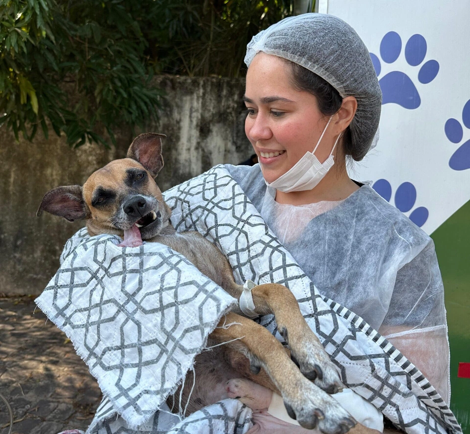 Animais são castrados por meio do projeto Castramóvel