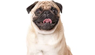 Cachorro