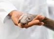 Alunos e professores de Medicina Veterinária realizam evento sobre cuidado aos animais