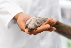 Lei torna crime o exercício ilegal da medicina veterinária no Brasil