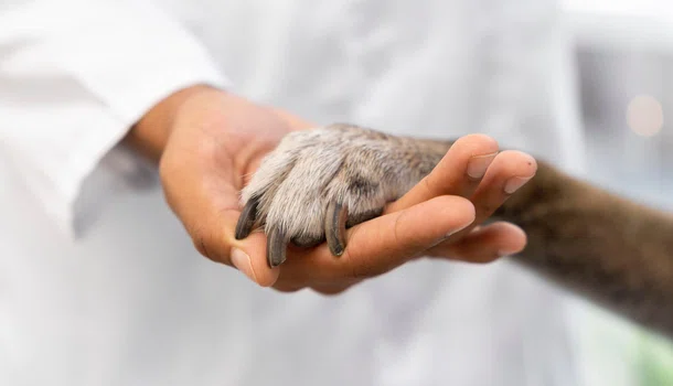 Alunos e professores de Medicina Veterinária realizam evento sobre cuidado aos animais