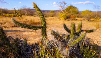 Cerrado