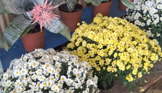 Shopping Natureza