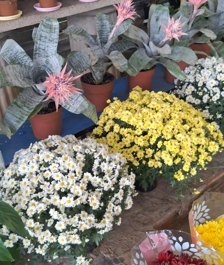 Shopping Natureza