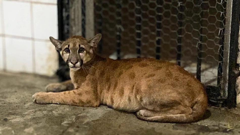 Animal resgatado, no Cetas