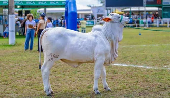 Expoapi, gado