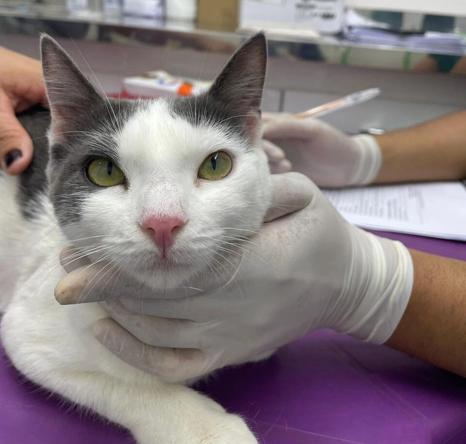 gato castração castramol animal veterinario