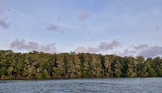 Revoada dos Guarás no Delta do Parnaíba