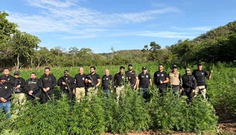 Polícias Civis do Nordeste eliminam 1 tonelada de maconha