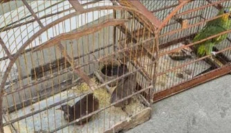 PM apreende 29 aves silvestres mantidas em cativeiro irregular