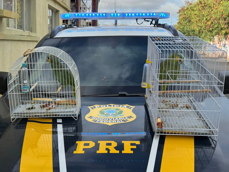 Papagaios resgatados pela PRF
