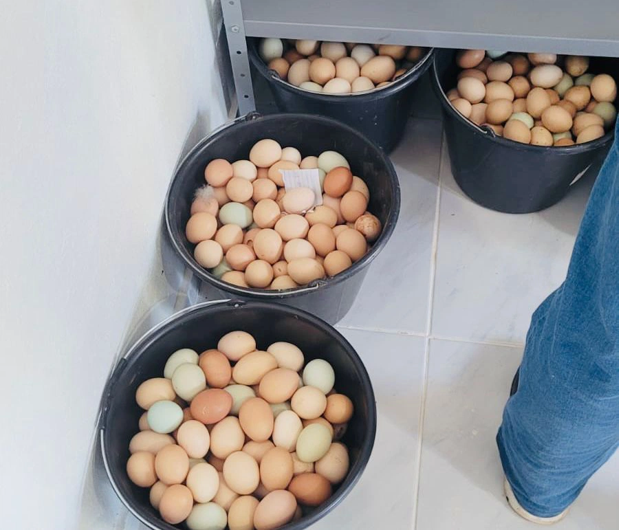 Produção de ovos caipiras em Esperantina