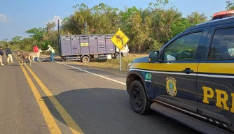 Manejo de animais pela Operação Armentum