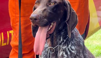 Thor, cão perito