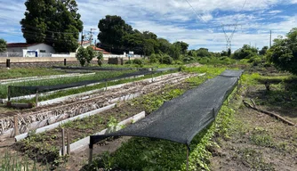 Horta Comunitária do Dirceu
