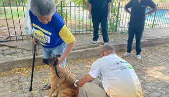Campanha de vacinação contra raiva em Teresina