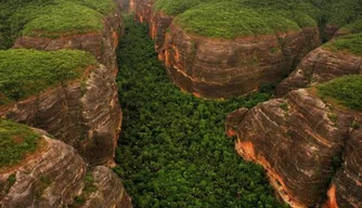 Piauí registra queda de 78% no desmatamento da Mata Atlântica, aponta levantamento