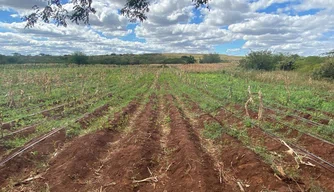 Polícia Federal prende oito suspeitos de envolvimento em cultivo de maconha no Piauí