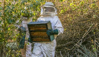 Mais de 90% da produção de mel do Piauí é oriunda da agricultura familiar