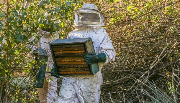 Mais de 90% da produção de mel do Piauí é oriunda da agricultura familiar