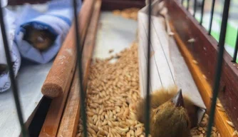 BPA apreende aves silvestres e materiais usados em captura ilegal