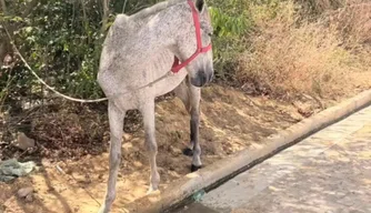 Cavalo é resgatado após ser encontrado sem água e exposto ao sol em terreno baldio