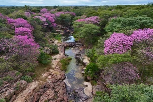Super florada dos ipês-rosas transforma o Cânion do Poti 