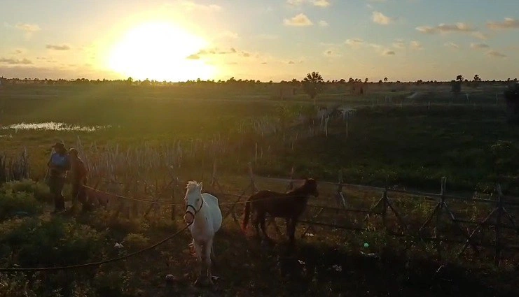 Operação Armentum recolhe 97 animais soltos