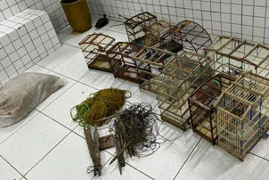 Polícia Ambiental apreende 40 aves silvestres em Buriti dos Lopes