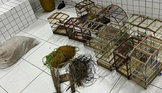 Polícia Militar apreende 40 aves silvestres e conduz responsável durante ação no Norte do Piauí