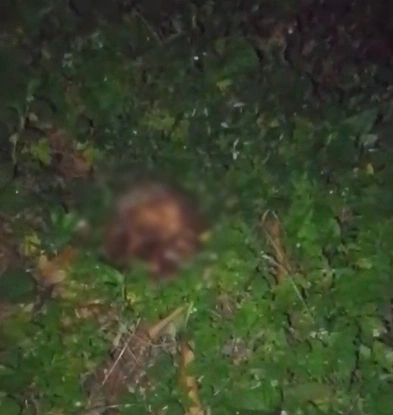 Crânio humano é encontrado em terreno baldio na zona Norte de Teresina