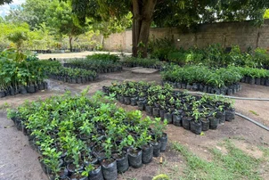 Viveiro de Plantas disponibiliza mudas gratuitas na zona Norte 
