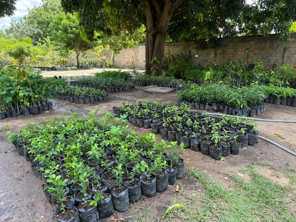 Viveiro de plantas