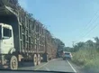 Colisão entre caminhões carregados com cana Colisão entre caminhões carregados com cana