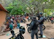 Polícia Militar desarticula rinha de galos e conduz proprietário em Timon