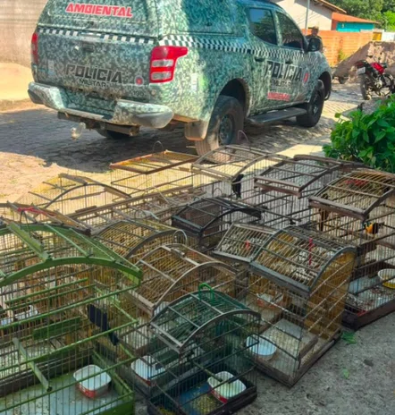 Polícia resgata 16 aves silvestres mantidas em cativeiro em Teresina