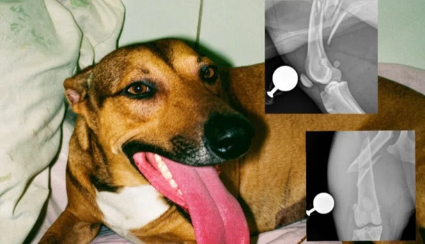 Apipa pede ajuda financeira para custear cirurgia de animal atropelado em Teresina