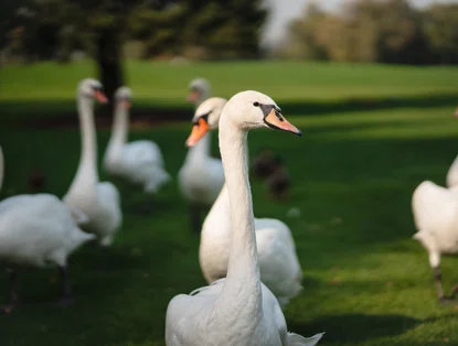 Lei que proíbe produção e comercialização de foie gras é sancionada