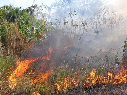 Incêndio na mata próximo a cidade de Miguel Leão.(Imagem:Reprodução)