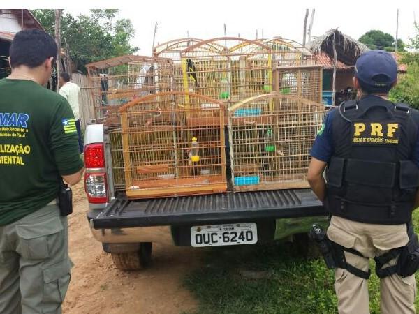 53 aves silvestres que eram mantidas em cativeiros são resgatadas.(Imagem:Reprodução)