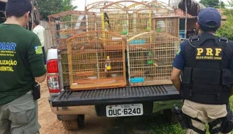 53 aves silvestres que eram mantidas em cativeiros são resgatadas.