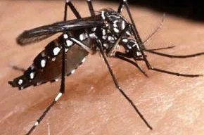 Aedes aegypti, mosquito da dengue