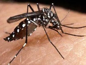 Aedes aegypti, mosquito da dengue