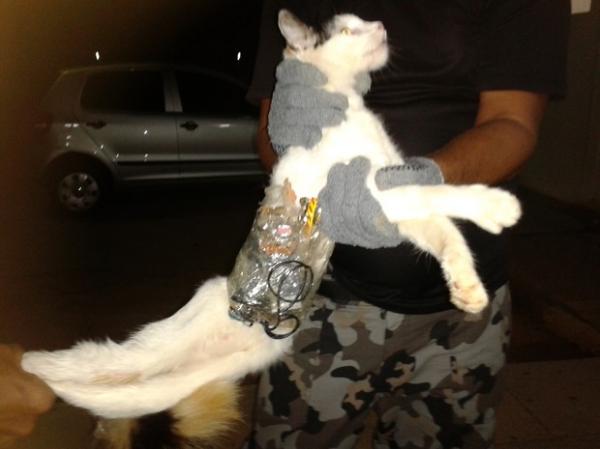 Agente penitenciário prende gato com serras e celular entrando em presídio de Arapiraca(Imagem:Reprodução)