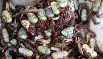 Captura e venda de caranguejo-uçá