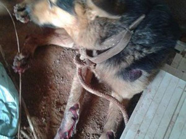 Cachorro foi medicado em uma cl&iacute;nica veterin&aacute;ria(Imagem:Reprodu&ccedil;&atilde;o)