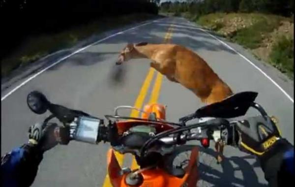 C&acirc;mera no capacete registra o atropelamento de veado por moto nos EUA (Imagem:Reprodu&ccedil;&atilde;o)