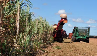 Cana-de-açúcar: Piauí produz mais