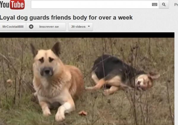 C&atilde;o faz vig&iacute;lia de 7 dias na R&uacute;ssia ap&oacute;s companheira ser atropelada (Imagem:Reprodu&ccedil;&atilde;o)