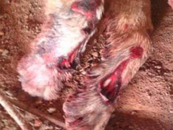 C&atilde;o teve ferimentos profundos nas patas (Imagem:Reprodu&ccedil;&atilde;o)